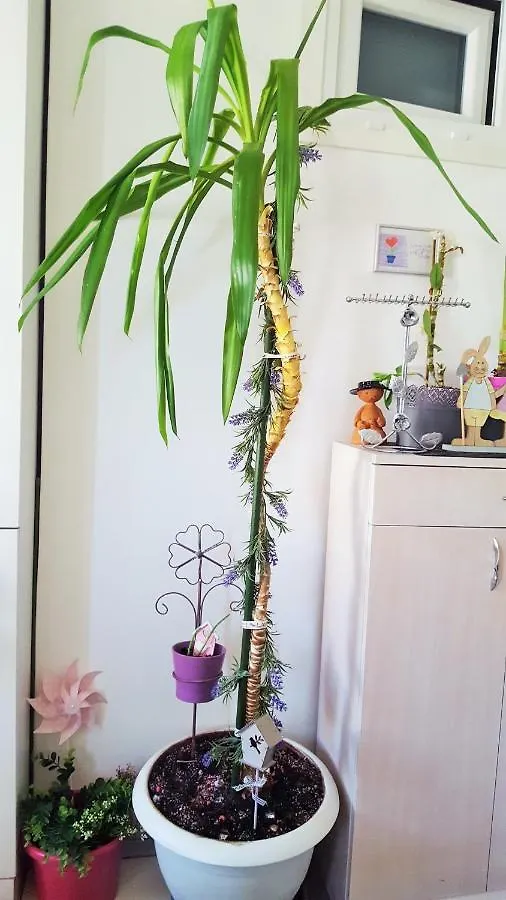 Studio Al Ponto Lägenhet Rovinj